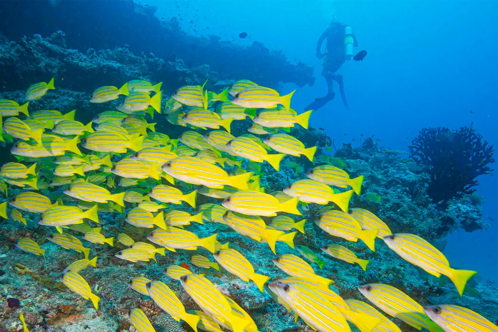 Kuredhivaru Resort & Spa Maldives image 12