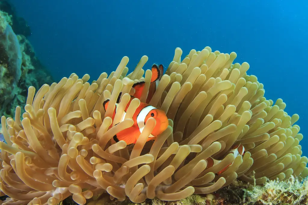 Pullman Palm Cove Sea Temple Resort & Spa image 6