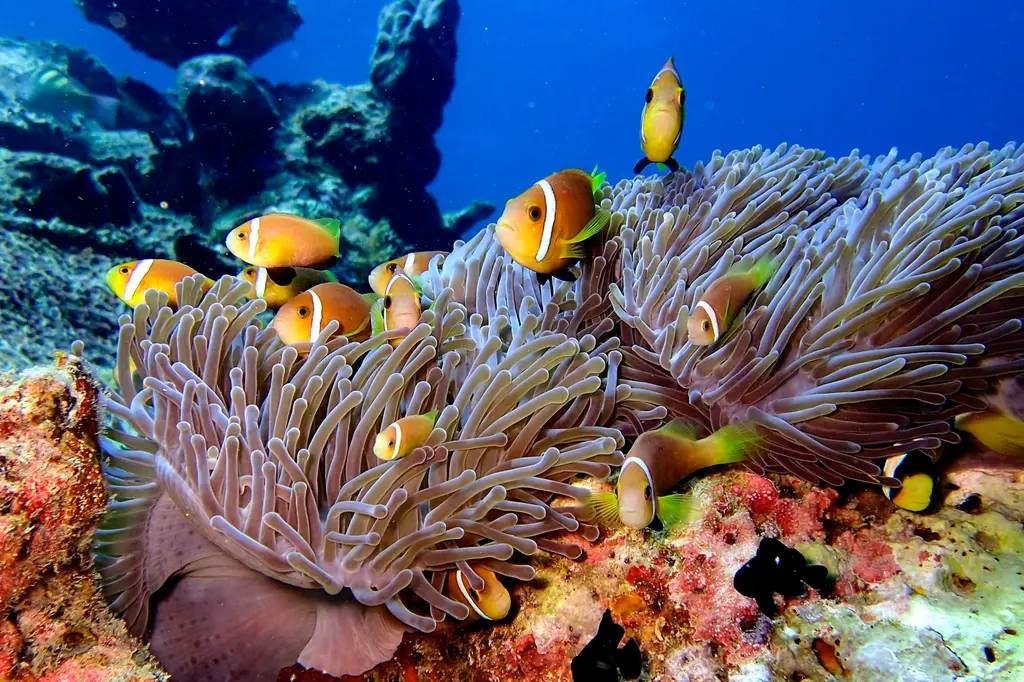 Eri Maldives image 8