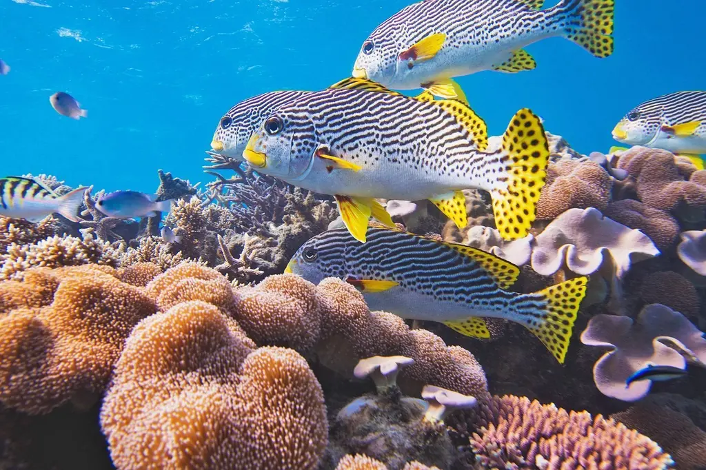 Green Island Resort image 9